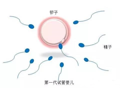陈若晴 副院长